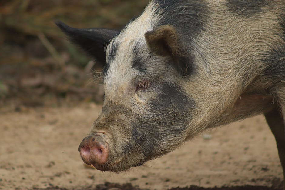 Imagen del artículo