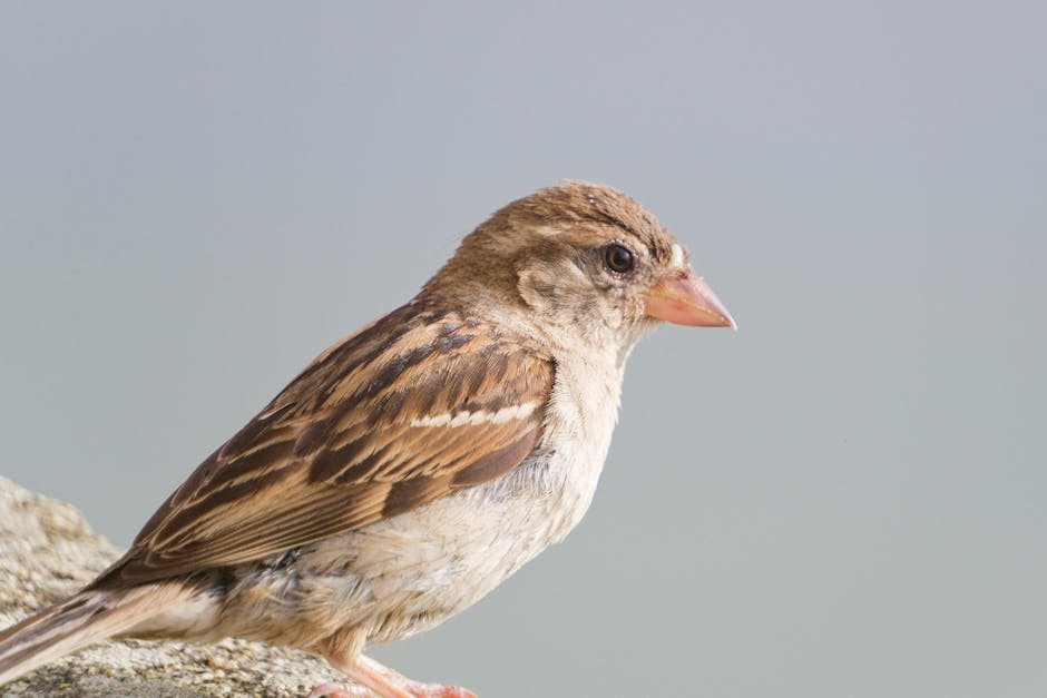 Imagen del artículo