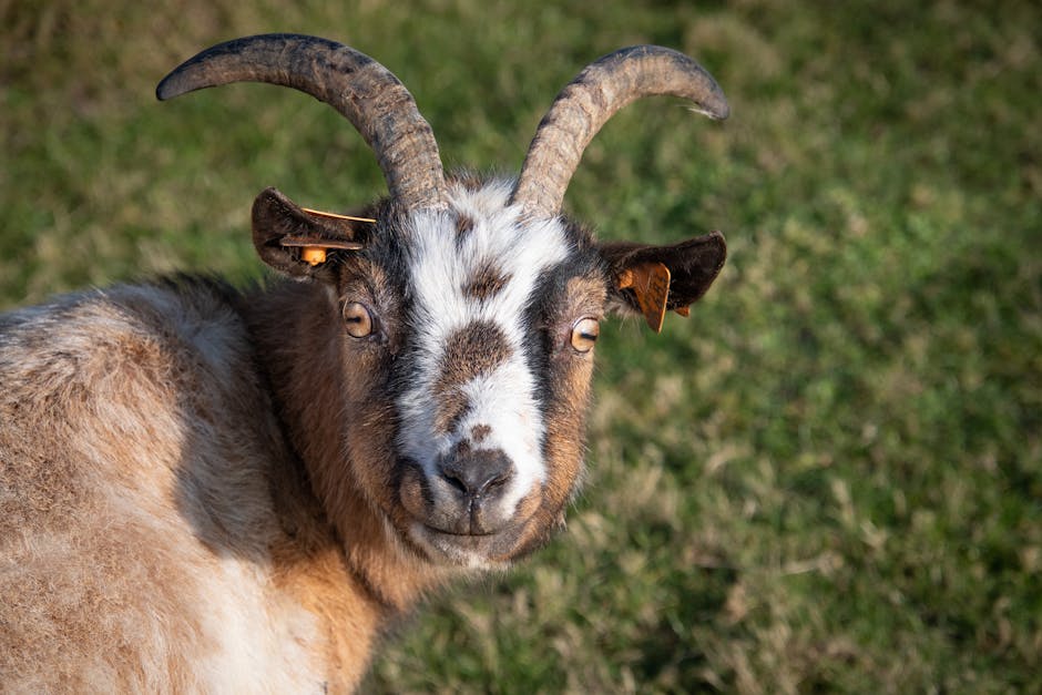 Imagen del artículo