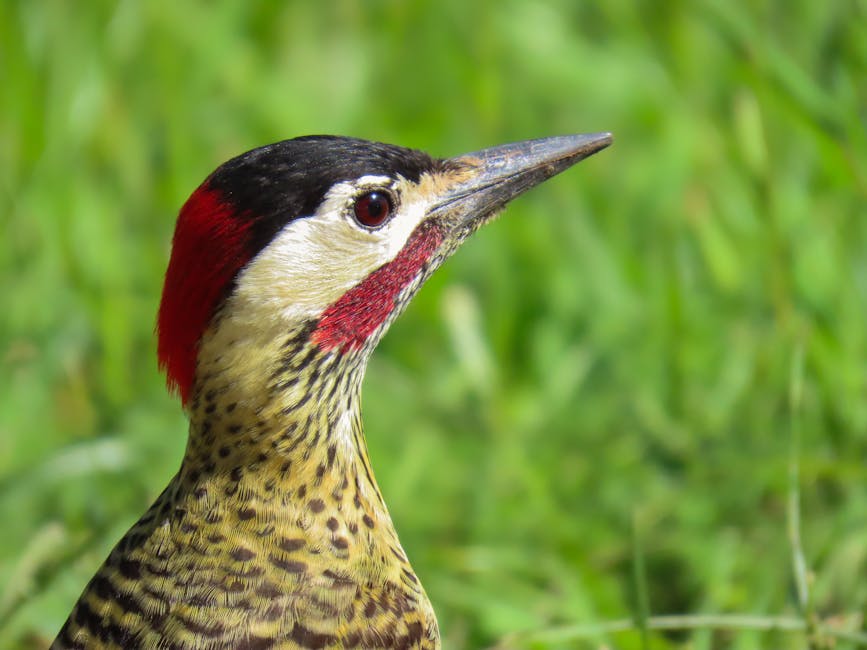 Imagen del artículo